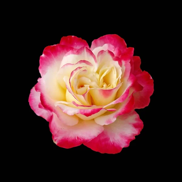 Belle rose bigarrée isolée sur un fond noir — Photo