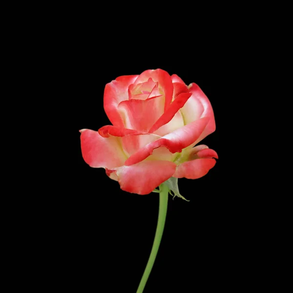 Linda rosa variegada isolada em um fundo preto — Fotografia de Stock
