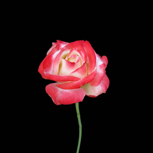 Linda rosa variegada isolada em um fundo preto — Fotografia de Stock