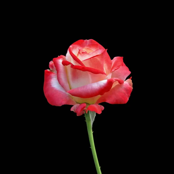 Hermosa rosa abigarrada aislada sobre un fondo negro —  Fotos de Stock