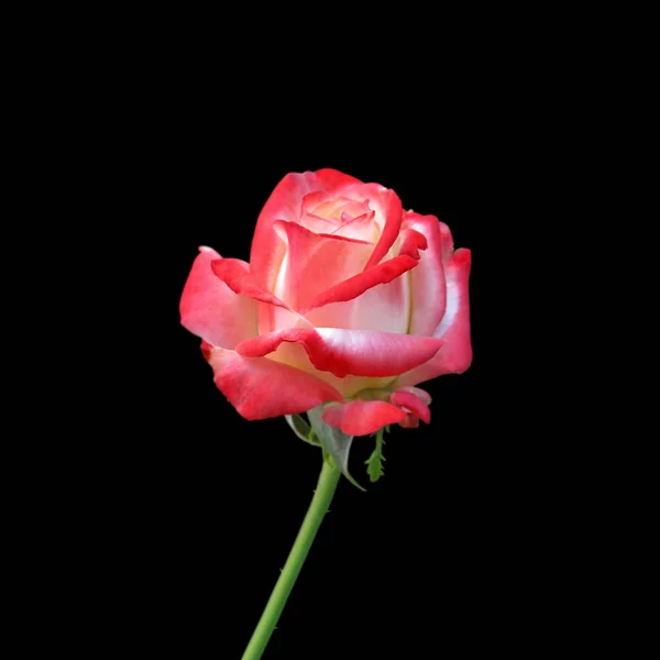 Vacker brokig ros isolerad på en svart bakgrund — Stockfoto