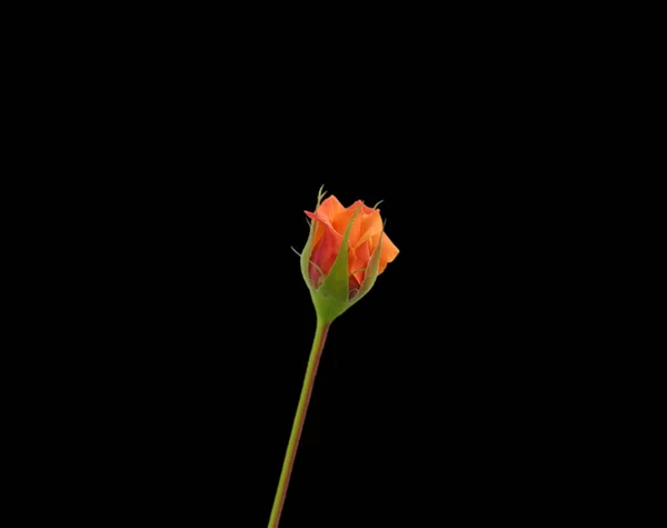 Linda rosa laranja isolado em um fundo preto — Fotografia de Stock
