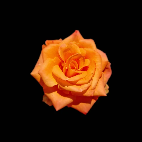 Piękny pomarańczowy rose na białym tle na czarnym tle — Zdjęcie stockowe