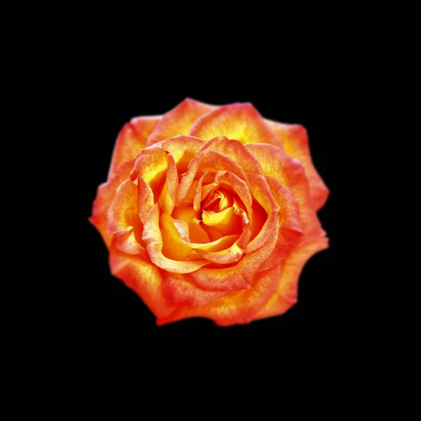 Hermosa rosa naranja aislada sobre un fondo negro — Foto de Stock