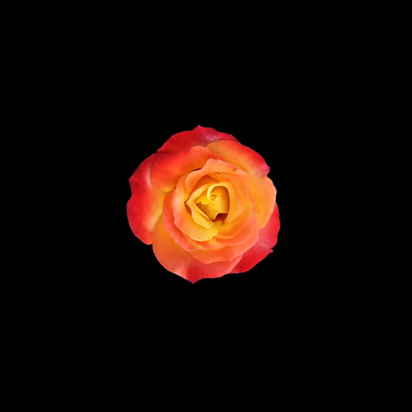 Belle rose orange isolée sur fond noir — Photo