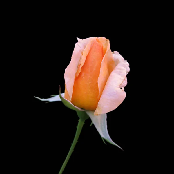 Mooi oranje rose geïsoleerd op een zwarte achtergrond — Stockfoto