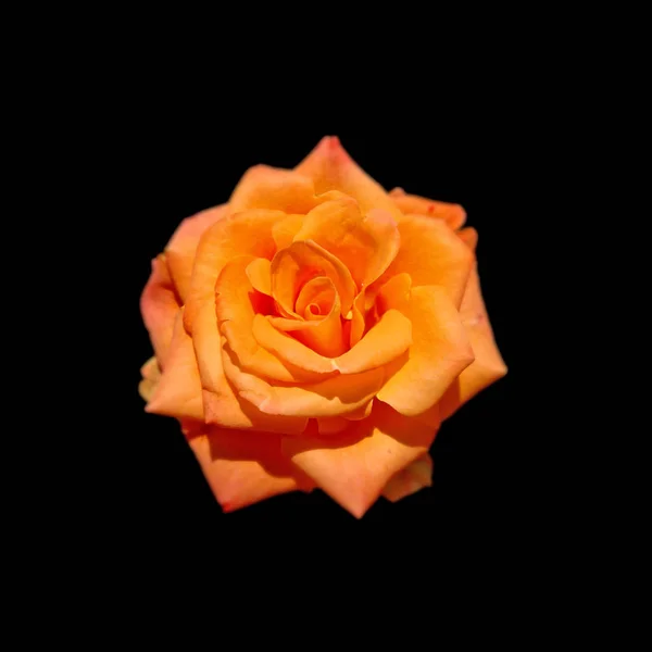 Hermosa rosa naranja aislada sobre un fondo negro — Foto de Stock