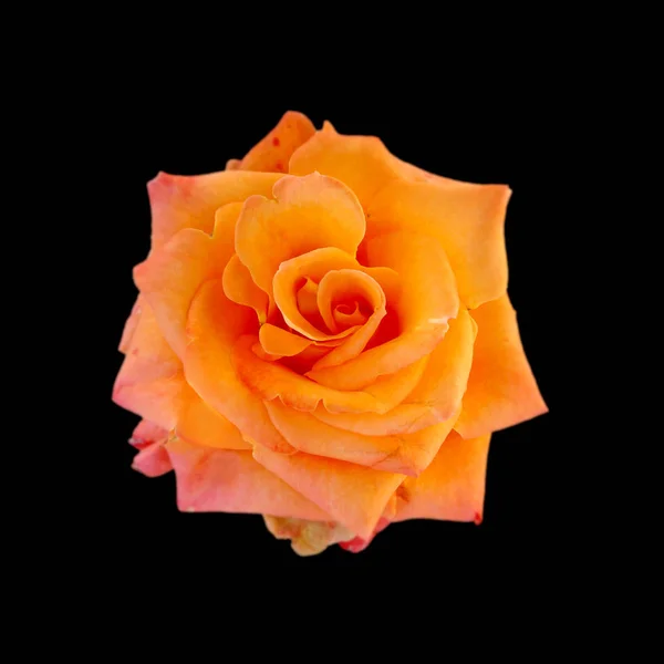 Hermosa rosa naranja aislada sobre un fondo negro — Foto de Stock