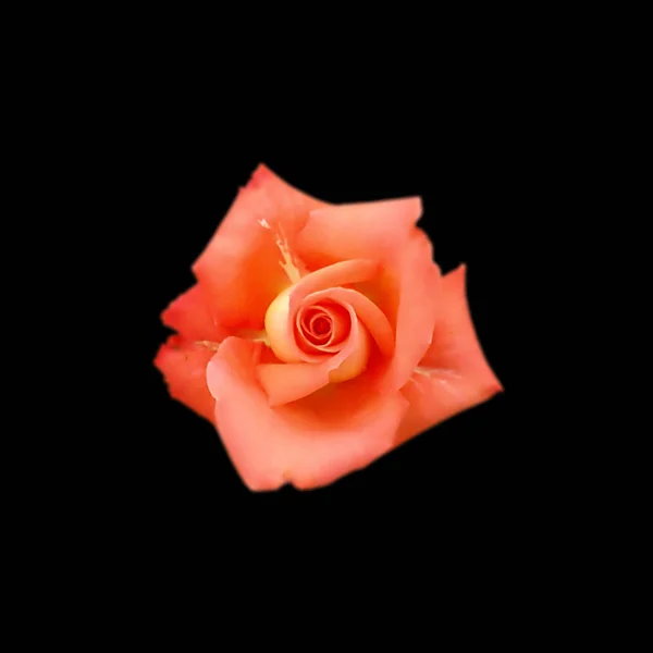 Schöne orangefarbene Rose isoliert auf schwarzem Hintergrund — Stockfoto