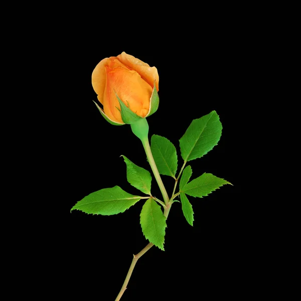 Красива помаранчева троянда ізольована на чорному тлі — стокове фото
