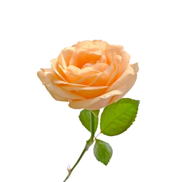 Beautiful orange rose isolated on a white background — Stock Photo, Image