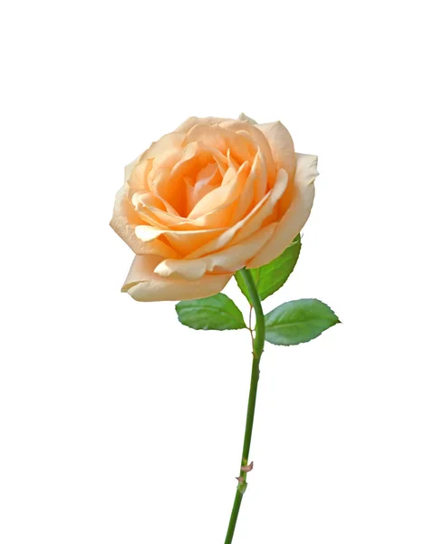 孤立在白色背景上的美丽橙玫瑰 — 图库照片