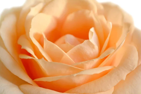 Beautiful orange rose isolated on a white background — Stock Photo, Image