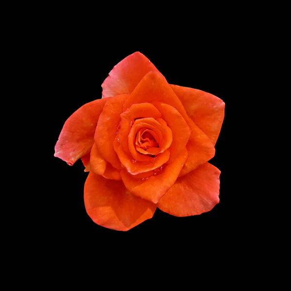 Krásné oranžové růže na černém pozadí, samostatný — Stock fotografie