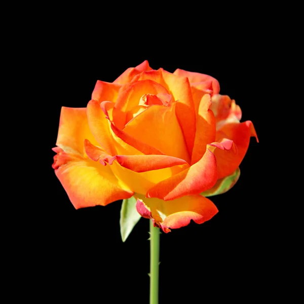 Bella rosa arancione isolata su uno sfondo nero — Foto Stock