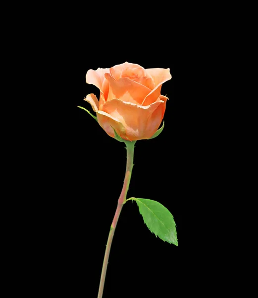 黑色背景上隔绝的美丽橙色玫瑰 — 图库照片