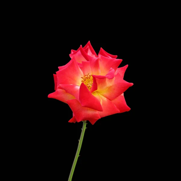 Linda rosa laranja isolado em um fundo preto — Fotografia de Stock