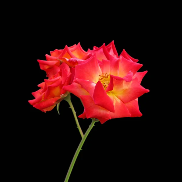 Drie oranje rozen geïsoleerd op een zwarte achtergrond — Stockfoto