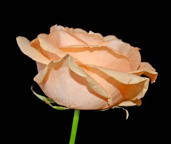 Belle rose orange isolée sur fond noir — Photo