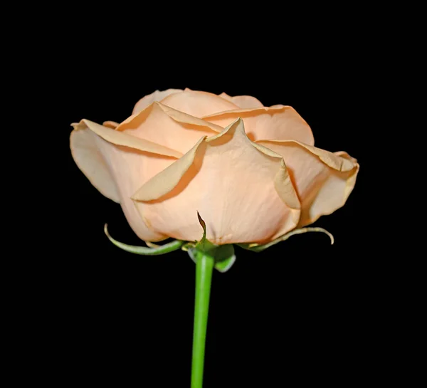 黒の背景上に分離されて美しいオレンジのバラ — ストック写真