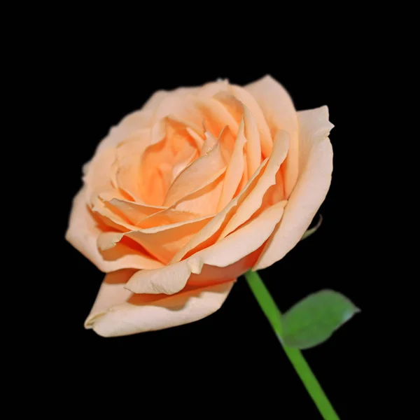 Vacker orange ros isolerad på en svart bakgrund — Stockfoto