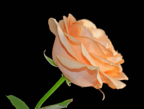 stock image Beautiful orange rose isolated on a black background