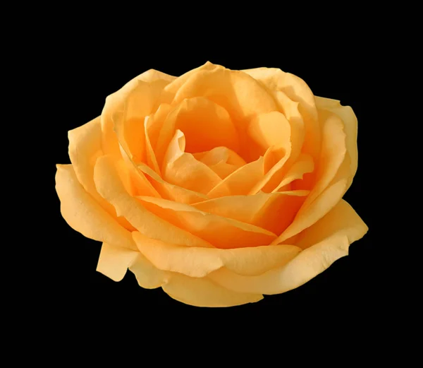 黑色背景上隔绝的美丽橙色玫瑰 — 图库照片