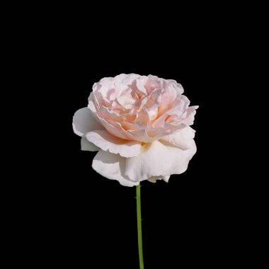 Güzel soluk pembe gül siyah bir arkaplanda izole edilmiş.