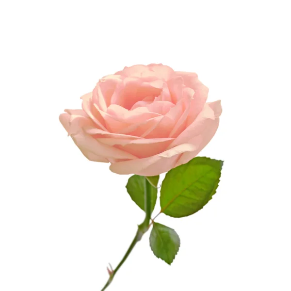 Beautiful pale pink rose isolated on a white background — Stock Photo, Image