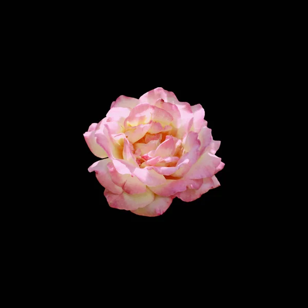 Rosa pálida bonita rosa isolada em um fundo preto — Fotografia de Stock