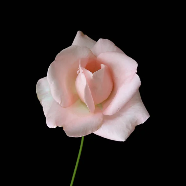 Belle rose pâle isolée sur fond noir — Photo