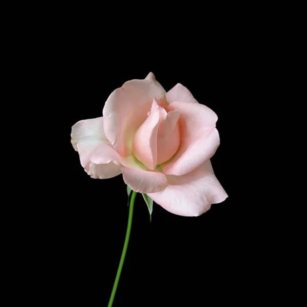 Schöne blassrosa Rose isoliert auf schwarzem Hintergrund — Stockfoto