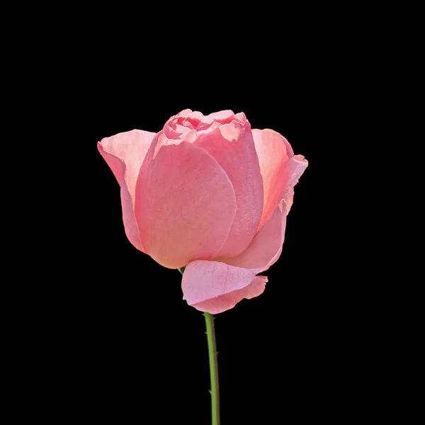 Mooie lichtroze roos geïsoleerd op een zwarte achtergrond — Stockfoto