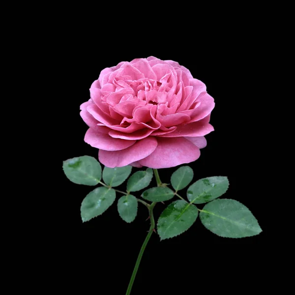 Schöne blassrosa Rose isoliert auf schwarzem Hintergrund — Stockfoto