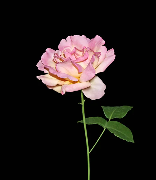 Schöne blassrosa Rose isoliert auf schwarzem Hintergrund — Stockfoto