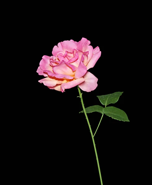 검은 배경에는 아름답고 연한 분홍빛 장미가 피어나 있다 — 스톡 사진