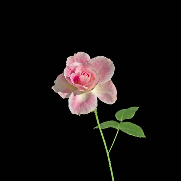 Beautiful pale pink rose isolated on a black background — Stock Photo, Image