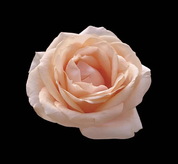 美丽的淡粉色玫瑰，背景是黑色的 — 图库照片