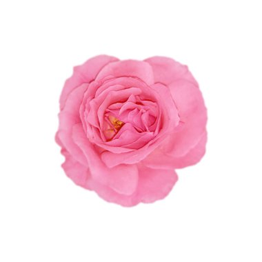 Beyaz arka planda izole edilmiş güzel bir gül çiçeği.