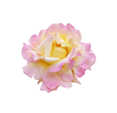 Beyaz arka planda izole edilmiş güzel bir gül çiçeği.