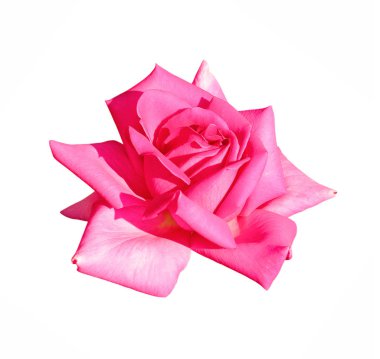 Beyaz arka planda izole edilmiş güzel bir gül çiçeği.