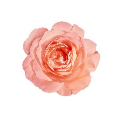 Beyaz arka planda izole edilmiş güzel bir gül çiçeği.