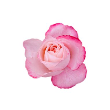 Beyaz arka planda izole edilmiş güzel pembe bir gül.