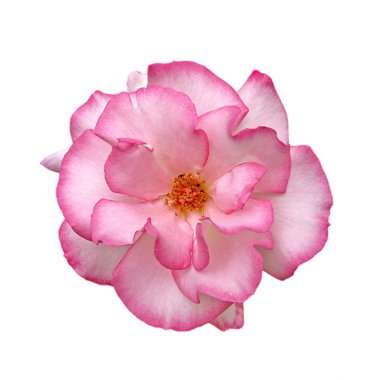 Beyaz arka planda izole edilmiş güzel pembe bir gül.