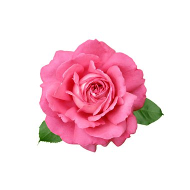 Beyaz arka planda izole edilmiş güzel pembe bir gül.
