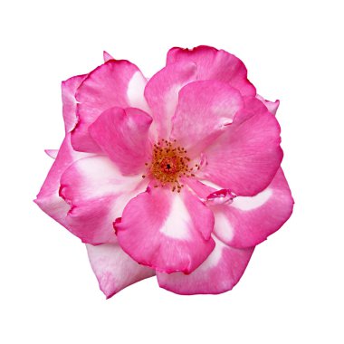 Beyaz arka planda izole edilmiş güzel pembe bir gül.