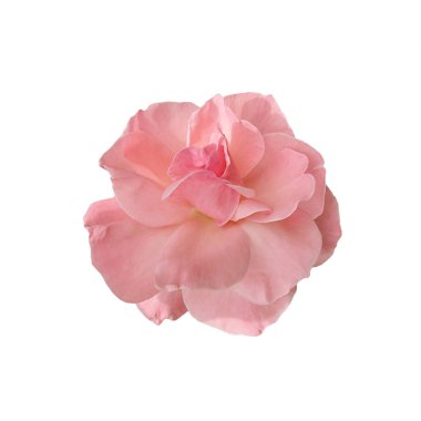Beyaz arka planda izole edilmiş güzel pembe bir gül.