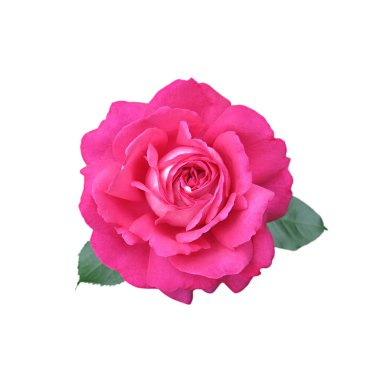 Beyaz arka planda izole edilmiş güzel pembe bir gül.