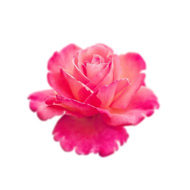 Beyaz arka planda izole edilmiş güzel pembe bir gül.