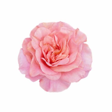Beyaz arka planda izole edilmiş güzel pembe bir gül.
